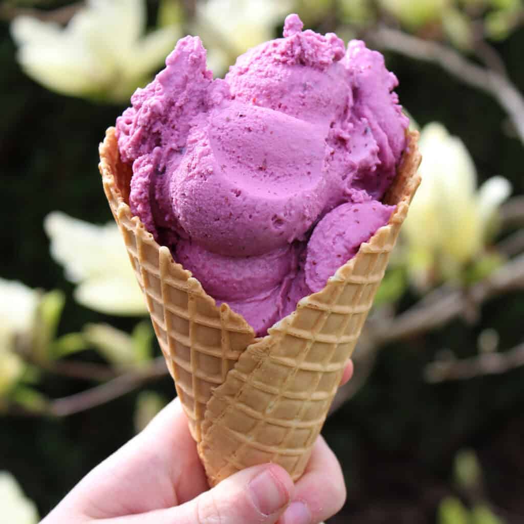 Unser Gelato for Future Joghurt-Heidelbeere